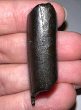 Load image into Gallery viewer, Ice Age Fossil Ground Sloth Megalonyx Tooth 1.66 Inches
