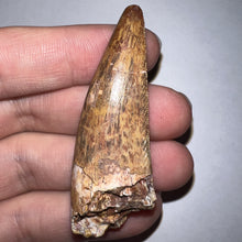 Load image into Gallery viewer, Phytosaur Monster Size Fossil Tooth 2.32 Inches! Great Serrations! Triassic Aquatic Reptile!