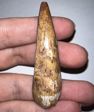 Load image into Gallery viewer, Phytosaur Monster Size Fossil Tooth 2.32 Inches! Great Serrations! Triassic Aquatic Reptile!