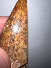Load image into Gallery viewer, Phytosaur Monster Size Fossil Tooth 2.32 Inches! Great Serrations! Triassic Aquatic Reptile!