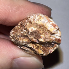 Load image into Gallery viewer, Phytosaur Monster Size Fossil Tooth 2.32 Inches! Great Serrations! Triassic Aquatic Reptile!