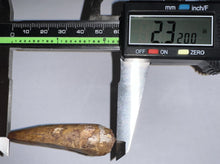 Load image into Gallery viewer, Phytosaur Monster Size Fossil Tooth 2.32 Inches! Great Serrations! Triassic Aquatic Reptile!