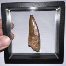 Load image into Gallery viewer, Phytosaur Monster Size Fossil Tooth 2.32 Inches! Great Serrations! Triassic Aquatic Reptile!
