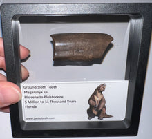 Load image into Gallery viewer, Ice Age Fossil Ground Sloth Megalonyx Tooth 1.96 Inches
