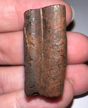 Load image into Gallery viewer, Rare Ice Age Fossil Ground Sloth Paramylodon Tooth 1.21 Inches
