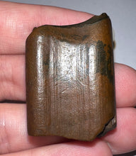 Load image into Gallery viewer, Rare Ice Age Fossil Ground Sloth Paramylodon Tooth 1.39 Inches
