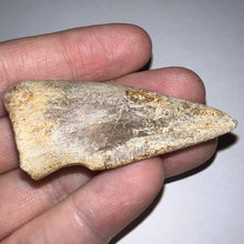 Load image into Gallery viewer, Rare Large Struthiomimus Fossil Claw from the Hell Creek Formation 2.39 Inches!