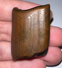 Load image into Gallery viewer, Rare Ice Age Fossil Ground Sloth Paramylodon Tooth 1.39 Inches
