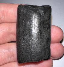 Load image into Gallery viewer, Ice Age Fossil Ground Sloth Megalonyx Tooth 1.73 Inches
