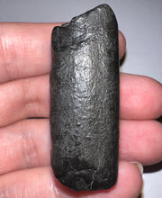 Load image into Gallery viewer, Ice Age Fossil Ground Sloth Megalonyx Tooth 1.73 Inches