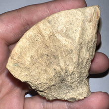 Load image into Gallery viewer, Pachycephalosaurus Fossil Dome Piece 2.61 Inches