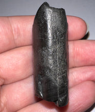 Load image into Gallery viewer, Ice Age Fossil Ground Sloth Megalonyx Tooth 1.73 Inches