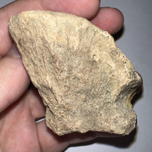 Load image into Gallery viewer, Pachycephalosaurus Fossil Dome Piece 2.61 Inches