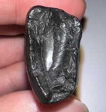 Load image into Gallery viewer, Ice Age Fossil Ground Sloth Megalonyx Tooth 1.73 Inches