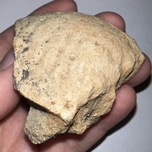 Load image into Gallery viewer, Pachycephalosaurus Fossil Dome Piece 2.61 Inches