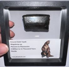 Load image into Gallery viewer, Ice Age Fossil Ground Sloth Megalonyx Tooth 1.73 Inches