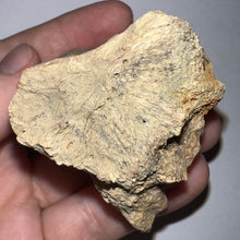 Load image into Gallery viewer, Pachycephalosaurus Fossil Dome Piece 2.61 Inches