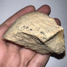 Load image into Gallery viewer, Pachycephalosaurus Fossil Dome Piece 2.61 Inches