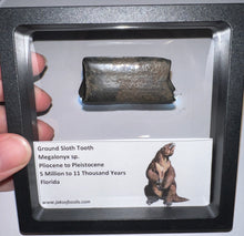 Load image into Gallery viewer, Ice Age Fossil Ground Sloth Megalonyx Tooth 1.95 Inches