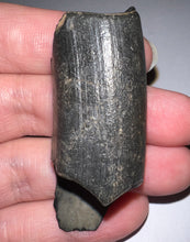 Load image into Gallery viewer, Large Ice Age Fossil Ground Sloth Megalonyx Tooth 2.25 Inches