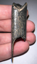 Load image into Gallery viewer, Large Ice Age Fossil Ground Sloth Megalonyx Tooth 2.25 Inches