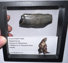 Load image into Gallery viewer, Large Ice Age Fossil Ground Sloth Megalonyx Tooth 2.25 Inches