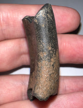 Load image into Gallery viewer, Rare Ice Age Fossil Ground Sloth Megalonyx Canine Tooth 1.89 Inches