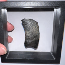 Load image into Gallery viewer, Rare Ice Age Fossil Ground Sloth Paramylodon Canine Tooth 1.96 Inches