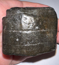 Load image into Gallery viewer, Rare Ice Age Fossil Giant Ground Sloth Eremotherium Tooth 2.08 Inches