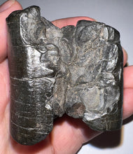 Load image into Gallery viewer, Rare Ice Age Fossil Giant Ground Sloth Eremotherium Tooth 2.08 Inches