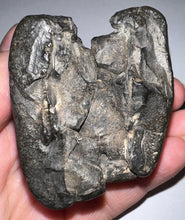 Load image into Gallery viewer, Rare Ice Age Fossil Giant Ground Sloth Eremotherium Tooth 2.08 Inches