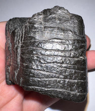 Load image into Gallery viewer, Rare Ice Age Fossil Giant Ground Sloth Eremotherium Tooth 2.23 Inches