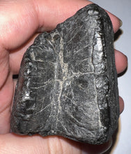 Load image into Gallery viewer, Rare Ice Age Fossil Giant Ground Sloth Eremotherium Tooth 2.23 Inches
