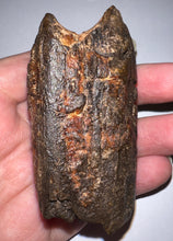 Load image into Gallery viewer, Rare Huge Ice Age Fossil Giant Ground Sloth Eremotherium Tooth from Florida 3.04 Inches