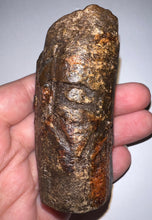 Load image into Gallery viewer, Rare Huge Ice Age Fossil Giant Ground Sloth Eremotherium Tooth from Florida 3.04 Inches