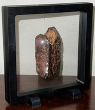 Load image into Gallery viewer, Rare Huge Ice Age Fossil Giant Ground Sloth Eremotherium Tooth from Florida 3.04 Inches