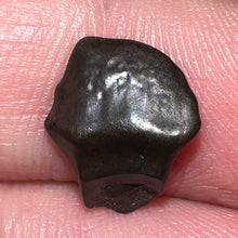 Load image into Gallery viewer, Super Rare Denversaurus Fossil Tooth Nodosaur Ankylosaurid .48 Inches