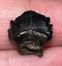 Load image into Gallery viewer, Super Rare Denversaurus Fossil Tooth Nodosaur Ankylosaurid .47 Inches