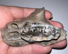 Load image into Gallery viewer, Ice Age Fossil Bear Partial Skull with tooth 3.22 Inches