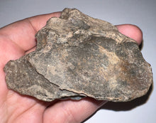 Load image into Gallery viewer, Ice Age Fossil Bear Partial Skull with tooth 3.22 Inches
