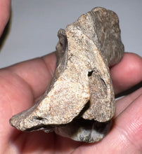 Load image into Gallery viewer, Ice Age Fossil Bear Partial Skull with tooth 3.22 Inches