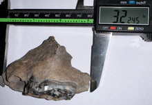 Load image into Gallery viewer, Ice Age Fossil Bear Partial Skull with tooth 3.22 Inches
