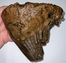 Load image into Gallery viewer, Ice Age Fossil Woolly Mammoth Molar 6.43 Inches from Siberia