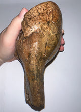 Load image into Gallery viewer, Ice Age Fossil Woolly Mammoth Molar 6.43 Inches from Siberia