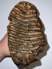 Load image into Gallery viewer, Ice Age Fossil Woolly Mammoth Molar 6.43 Inches from Siberia