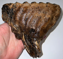 Load image into Gallery viewer, Ice Age Fossil Woolly Mammoth Molar 6.11 Inches from Siberia