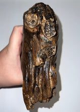 Load image into Gallery viewer, Ice Age Fossil Woolly Mammoth Molar 6.11 Inches from Siberia