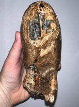 Load image into Gallery viewer, Ice Age Fossil Woolly Mammoth Molar 6.11 Inches from Siberia