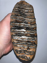 Load image into Gallery viewer, Ice Age Fossil Woolly Mammoth Molar 6.11 Inches from Siberia