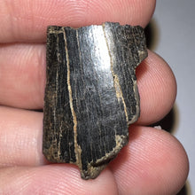 Load image into Gallery viewer, Framed Tyrannosaurus Rex Fossil Tooth Fragment .9 Inches